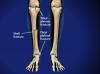 tibial fractures image